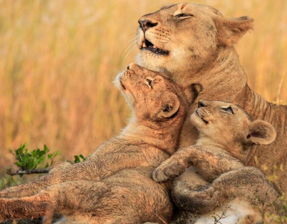 Tanzania Wildlife Safaris