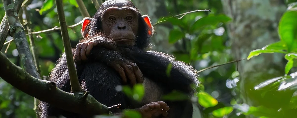Uganda Chimpanzee Tracking Safaris