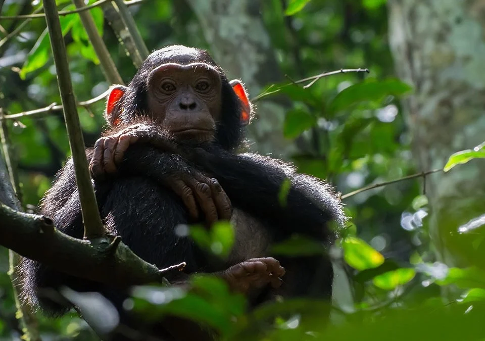 Uganda Chimpanzee Tracking Safaris