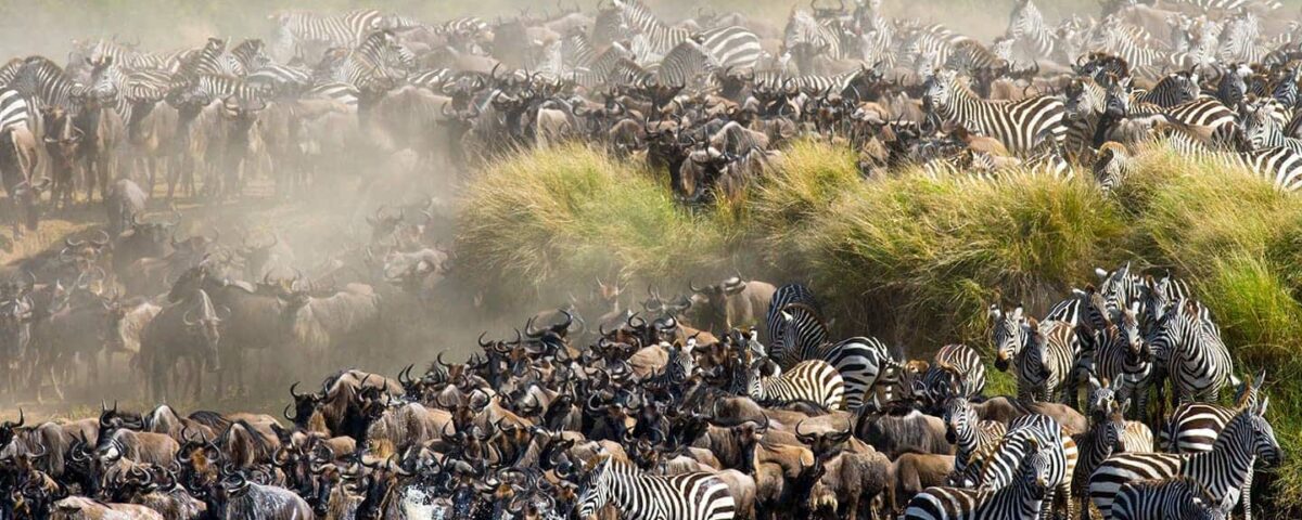 Why Do Wildebeest Migrate from Tanzania to Kenya?