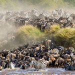 Why Do Wildebeest Migrate from Tanzania to Kenya?