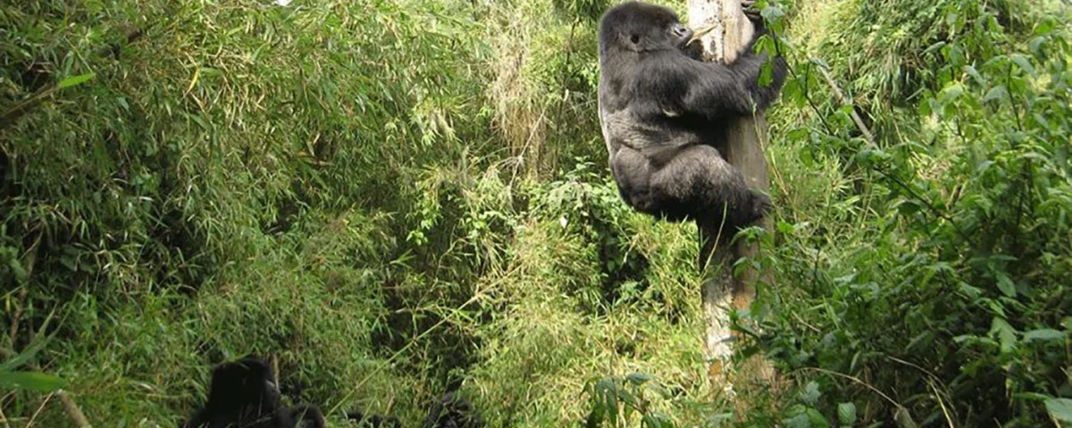 How many days do you need for gorilla trekking?