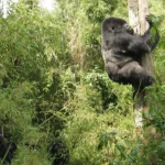 How many days do you need for gorilla trekking?