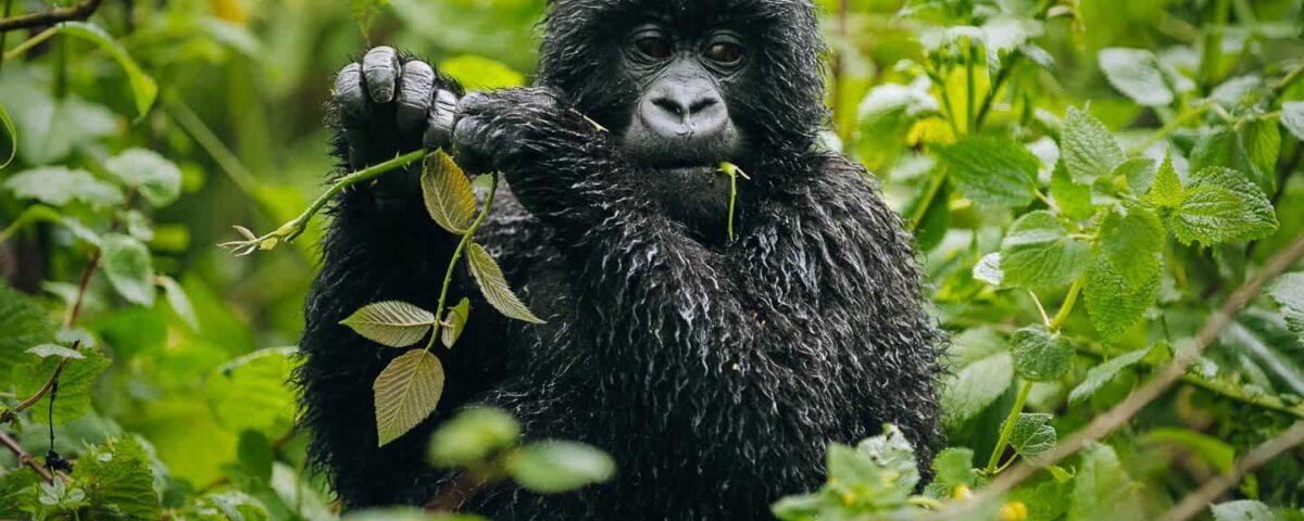 Which Month Is Best for Gorilla Trekking in Uganda?