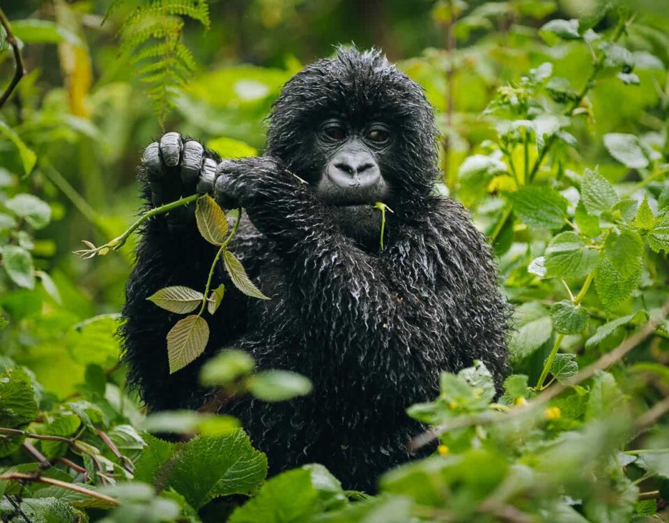 Which Month Is Best for Gorilla Trekking in Uganda?