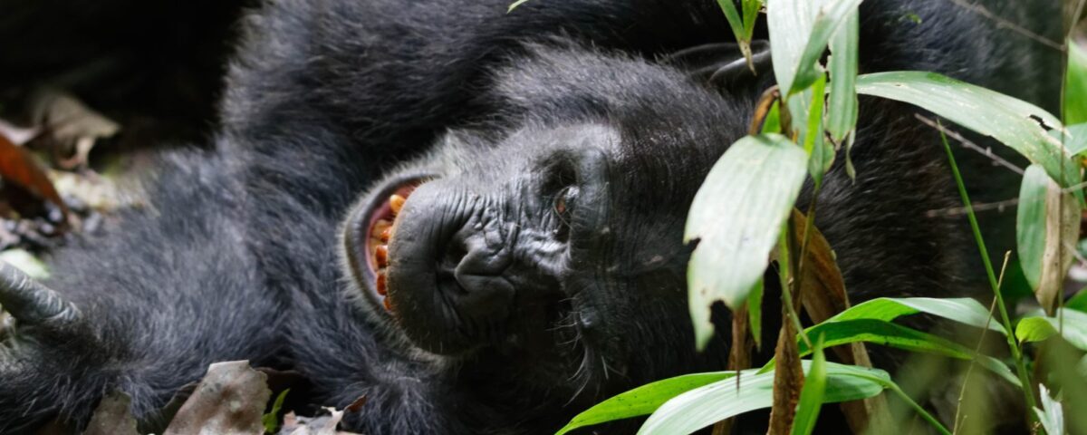 Gorillas & Chimpanzee Trekking From Germany