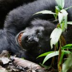Gorillas & Chimpanzee Trekking From Germany