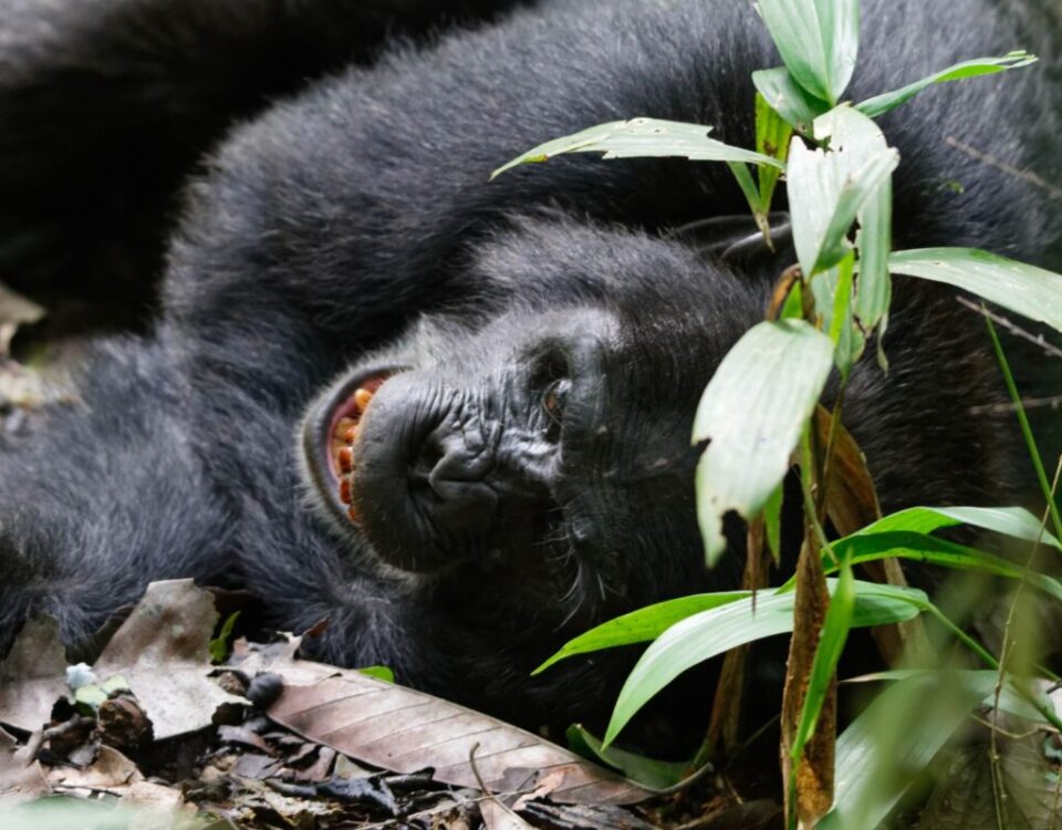 Gorillas & Chimpanzee Trekking From Germany