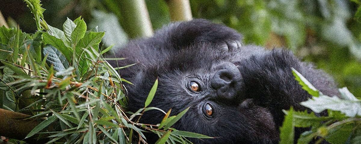 Gorillas & Chimpanzee Trekking From Israel