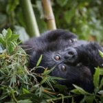Gorillas & Chimpanzee Trekking From Israel