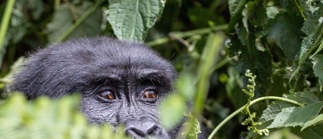 Gorillas & Chimpanzee Trekking From Norway