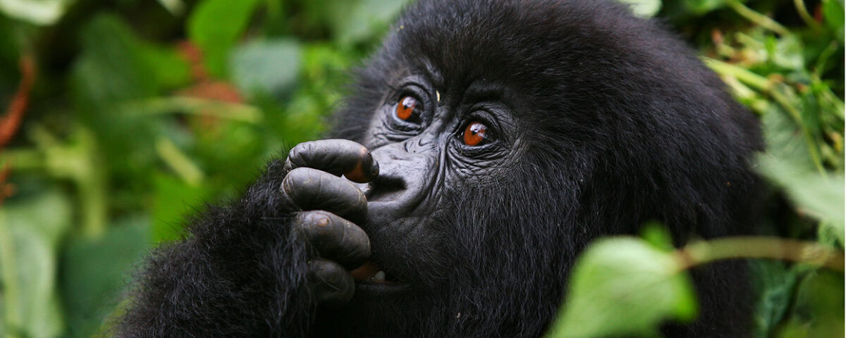 Gorillas & Chimpanzee Trekking From Portugal