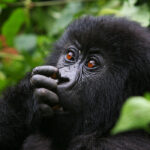 Gorillas & Chimpanzee Trekking From Portugal