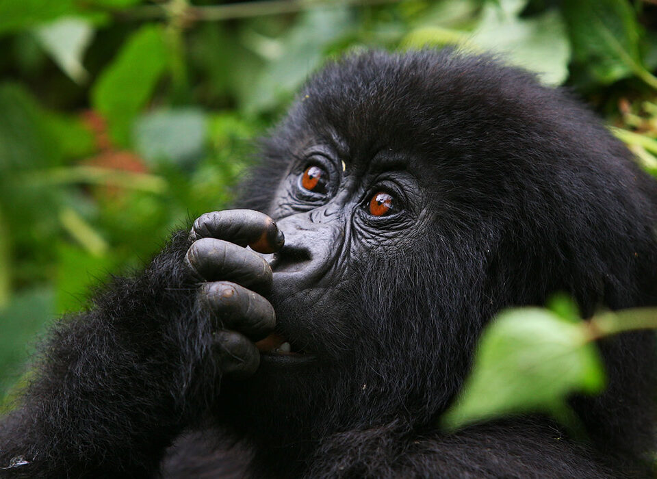 Gorillas & Chimpanzee Trekking From Portugal