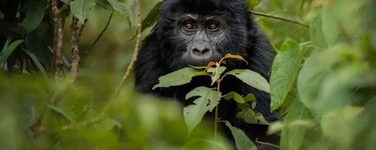Gorillas & Chimpanzee Trekking From Qatar