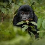 Gorillas & Chimpanzee Trekking From Qatar