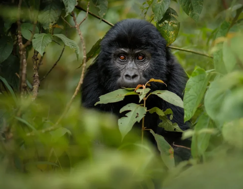 Gorillas & Chimpanzee Trekking From Qatar