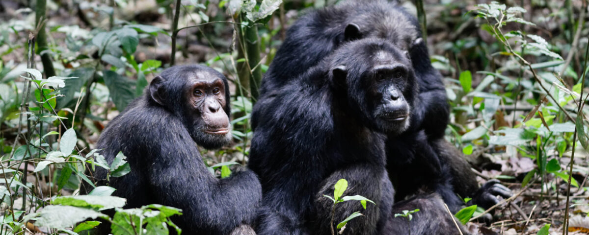 Gorillas & Chimpanzee Trekking From Singapore
