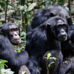 Gorillas & Chimpanzee Trekking From Singapore