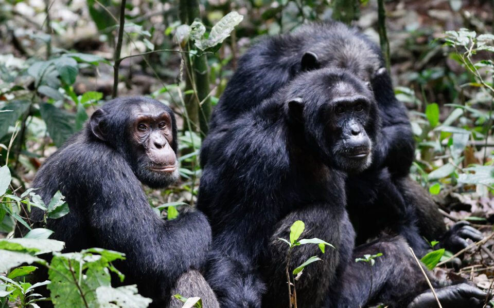 Gorillas & Chimpanzee Trekking From Singapore