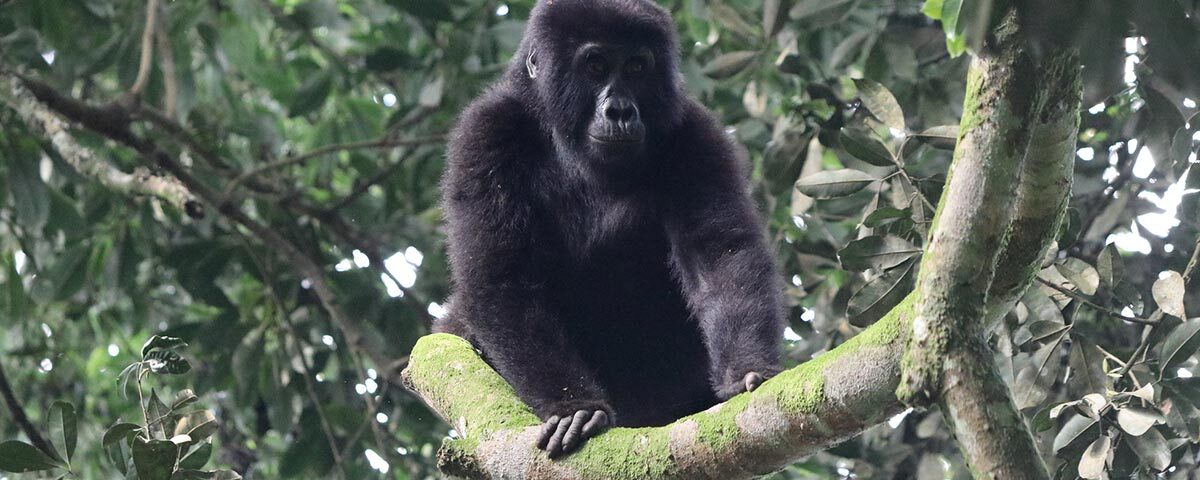 Gorillas & Chimpanzee Trekking From Spain