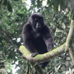 Gorillas & Chimpanzee Trekking From Spain