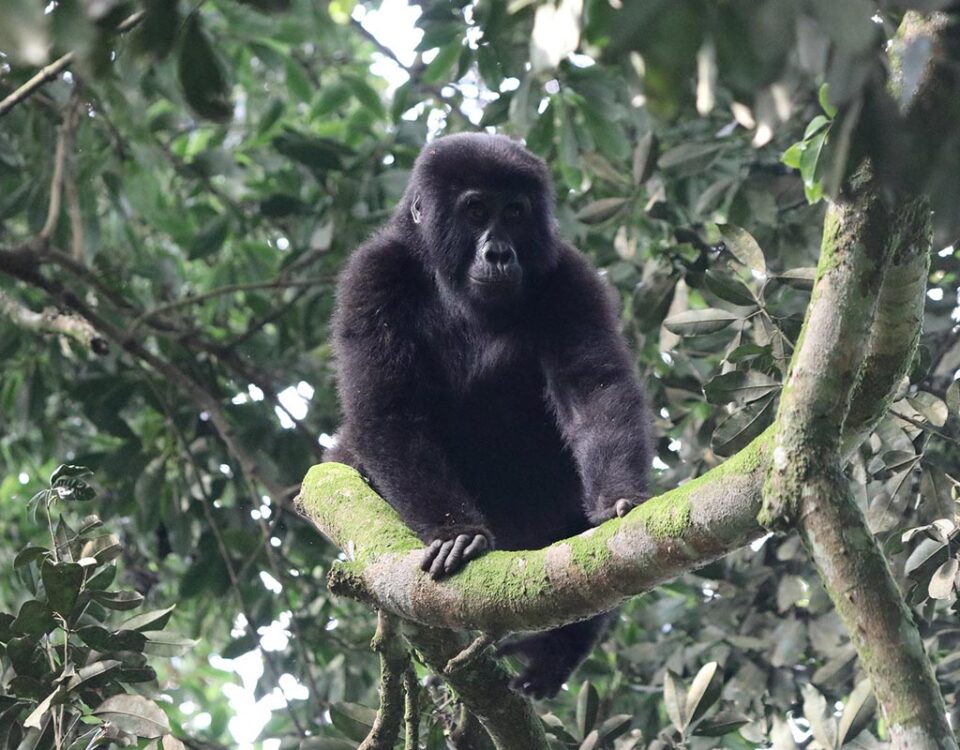 Gorillas & Chimpanzee Trekking From Spain