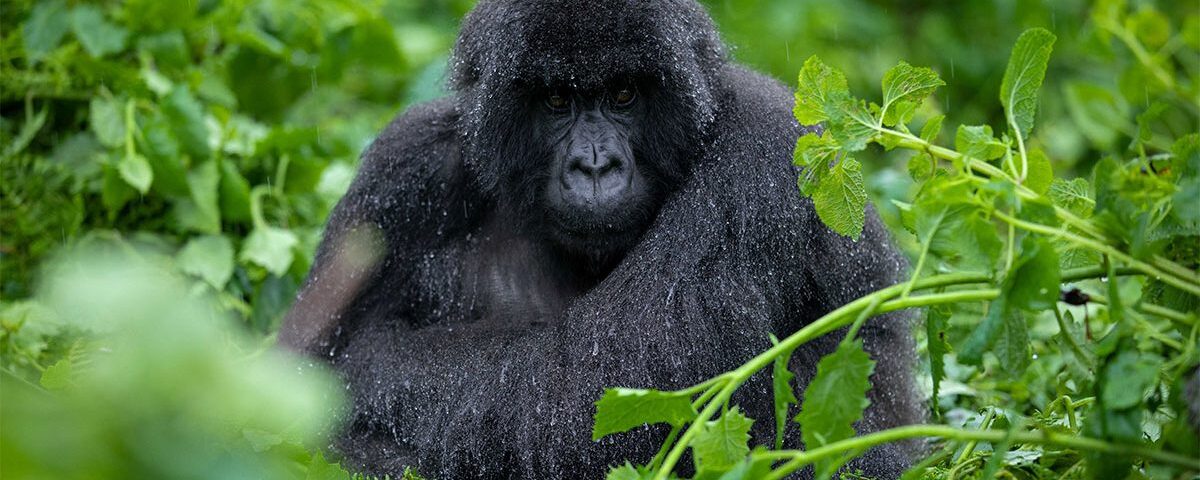 Gorillas & Chimpanzee Trekking From the UK