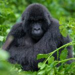 Gorillas & Chimpanzee Trekking From the UK