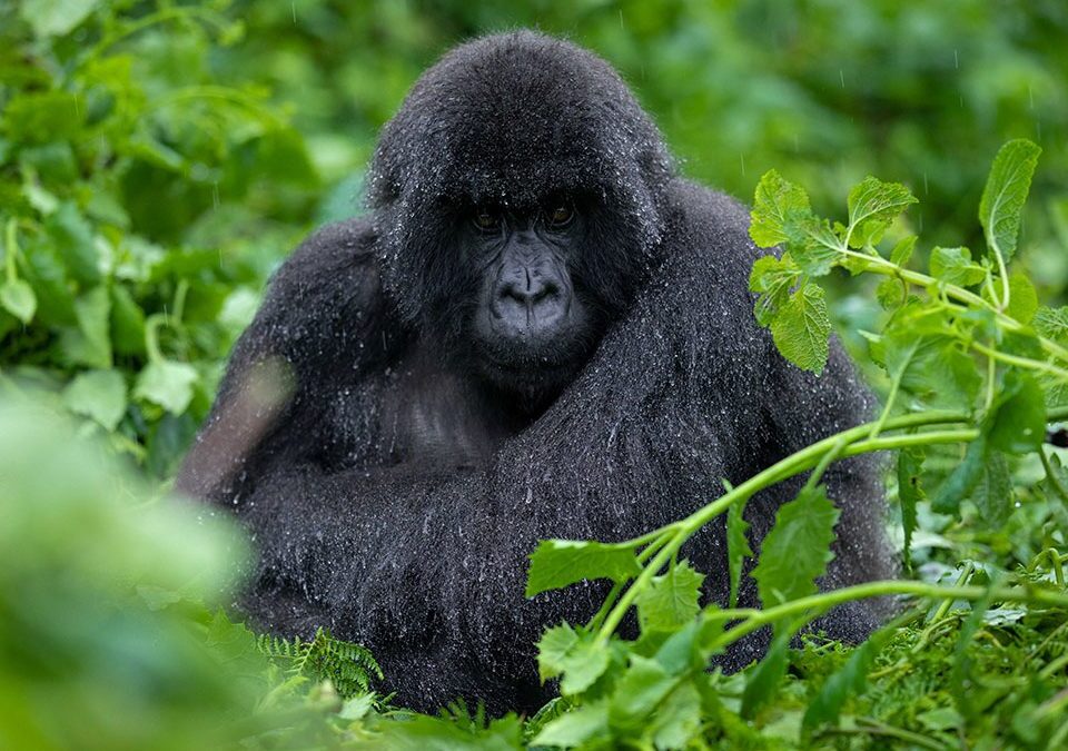 Gorillas & Chimpanzee Trekking From the UK