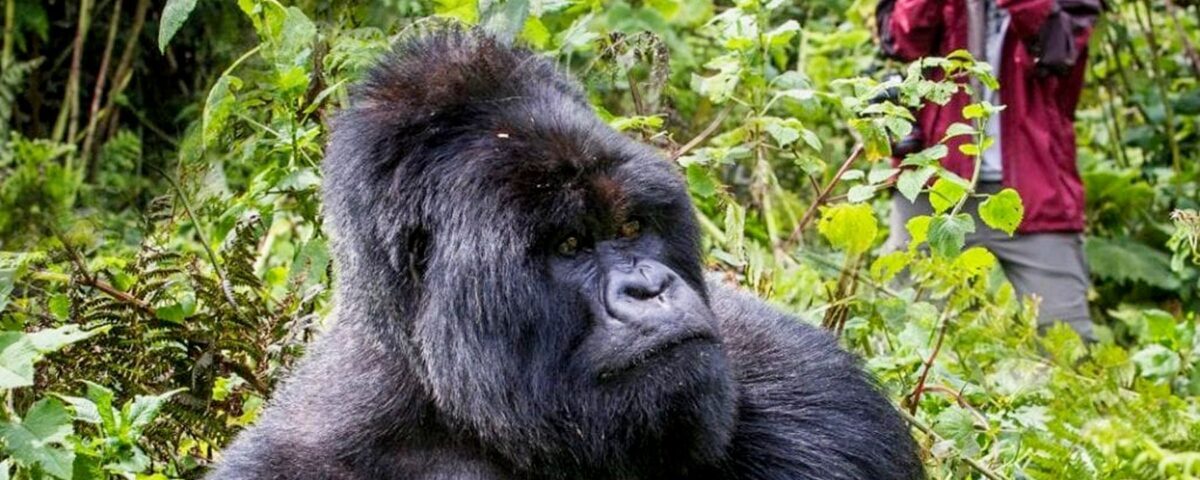 Gorillas & Chimpanzee Trekking Uganda or Rwanda From Europe