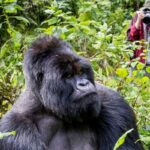 Gorillas & Chimpanzee Trekking Uganda or Rwanda From Europe