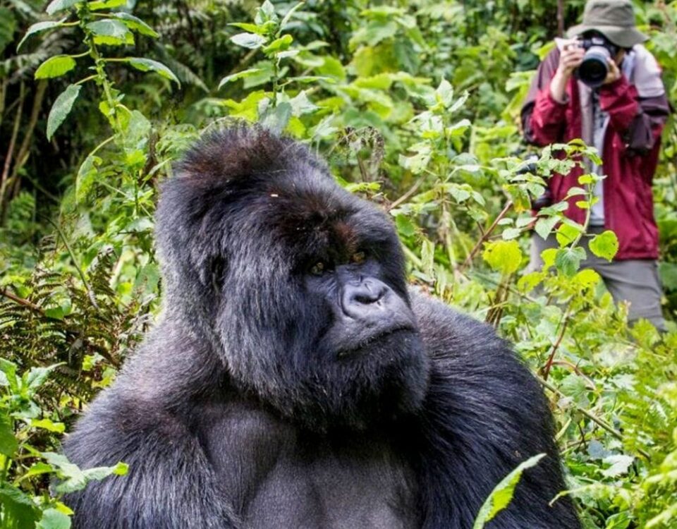 Gorillas & Chimpanzee Trekking Uganda or Rwanda From Europe