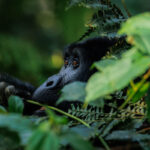 Gorillas & Chimpanzee Trekking from Belgium