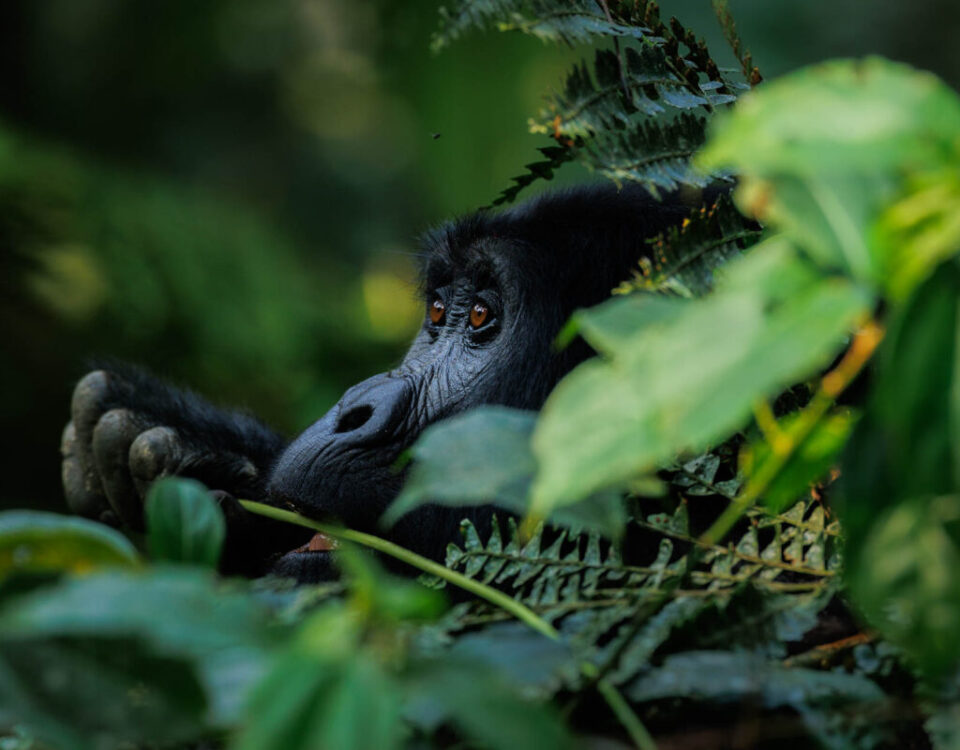 Gorillas & Chimpanzee Trekking from Belgium