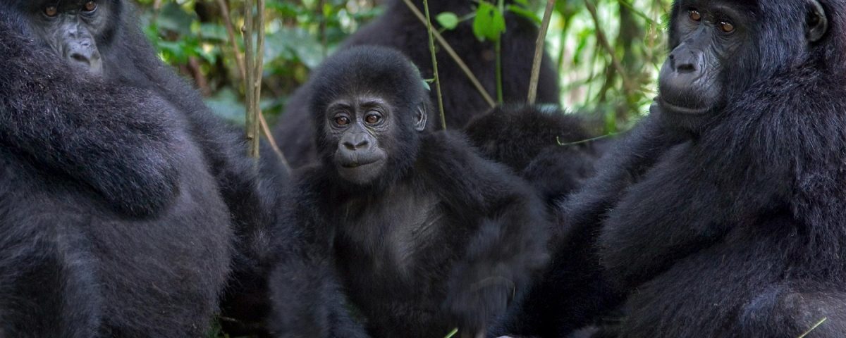 Gorillas & Chimpanzee Trekking From Canada