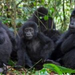Gorillas & Chimpanzee Trekking From Canada