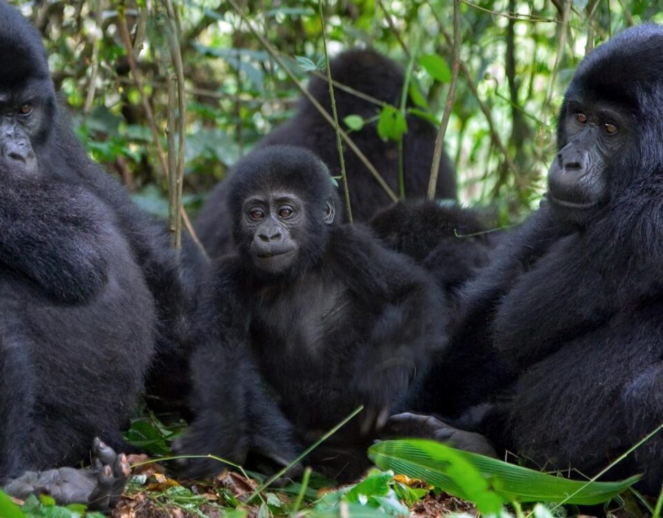 Gorillas & Chimpanzee Trekking From Canada