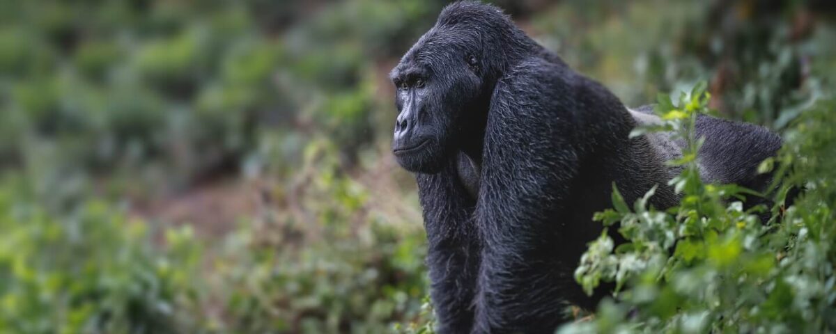 Gorillas & Chimpanzee Trekking from Denmark