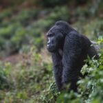 Gorillas & Chimpanzee Trekking from Denmark