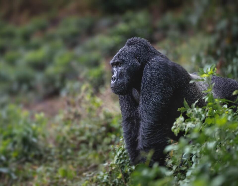 Gorillas & Chimpanzee Trekking from Denmark