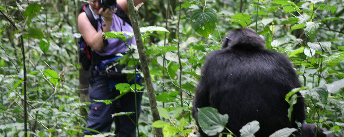 Gorillas & Chimpanzee Trekking from Italy