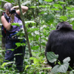 Gorillas & Chimpanzee Trekking from Italy