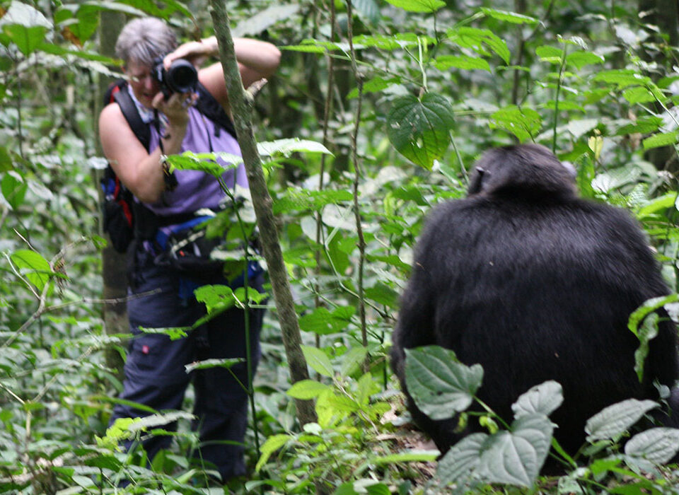 Gorillas & Chimpanzee Trekking from Italy