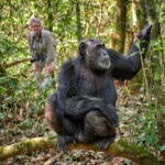 Gorillas & Chimpanzee Trekking from Russia