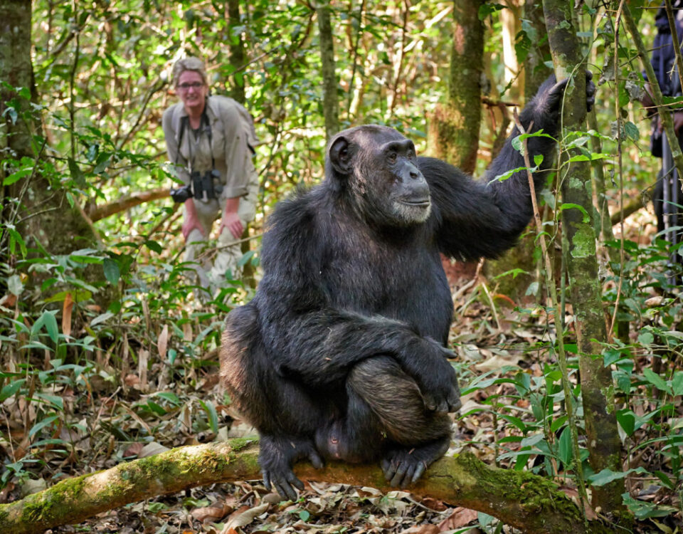 Gorillas & Chimpanzee Trekking from Russia