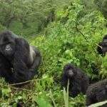 Gorillas & Chimpanzee Trekking from Switzerland