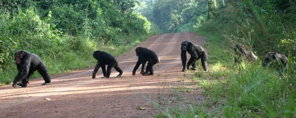Gorillas & Chimpanzees Trekking from the US