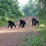Gorillas & Chimpanzees Trekking from the US