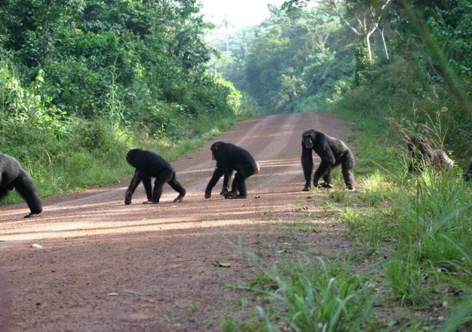 Gorillas & Chimpanzees Trekking from the US